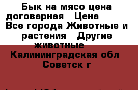 Бык на мясо цена договарная › Цена ­ 300 - Все города Животные и растения » Другие животные   . Калининградская обл.,Советск г.